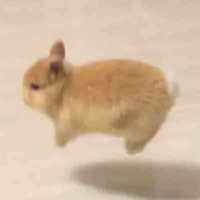 순애