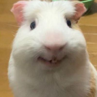 User thumbnail image