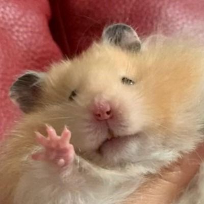 User thumbnail image