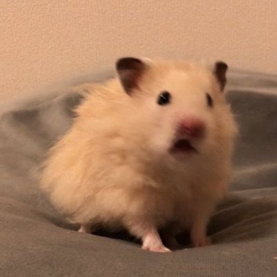 잉옹앵