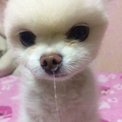 지프