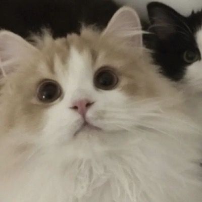 User thumbnail image