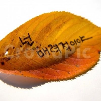 User thumbnail image