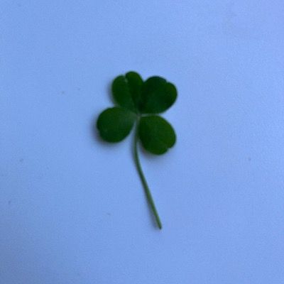 ୨୧한유안이랑 반모할래 ?ᩚ˚₊·