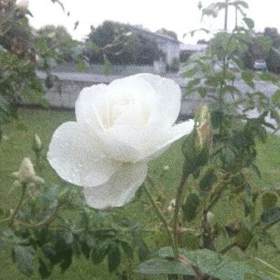 첫사랑팸