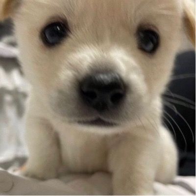 운개