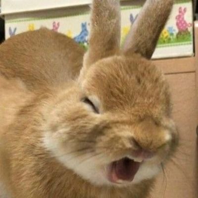 🐰