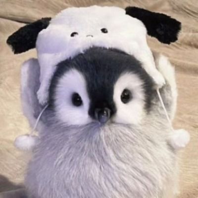 # 펭솔 🐧 | 완접