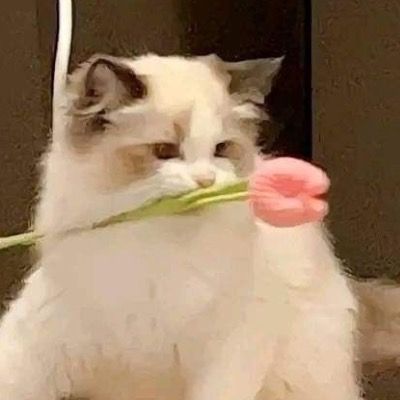 깽이