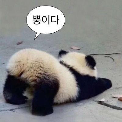 𝙴𝚞𝚙𝚑𝚘𝚛𝚒𝚊 열대우림