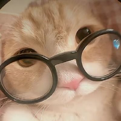 기여비