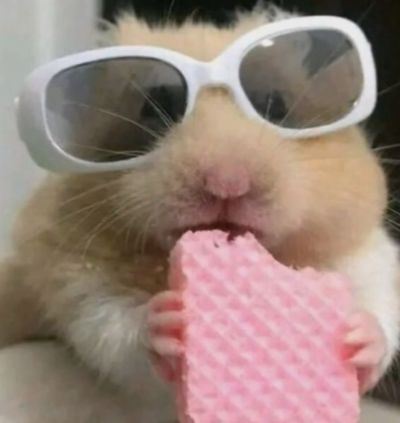 햄스터가 좋은 햄띠