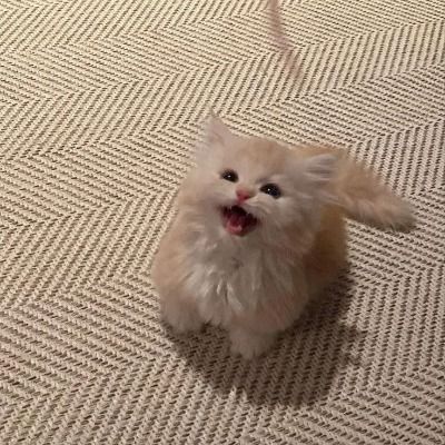 정신나간닝겐들