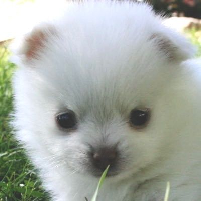 User thumbnail image