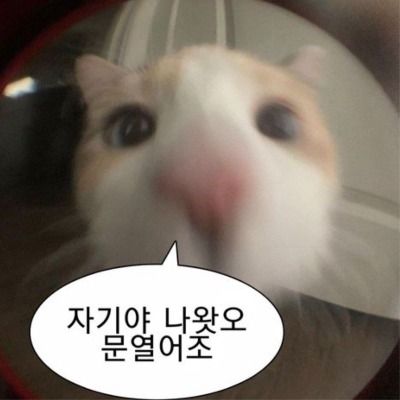 민초파인애플피자탕수육부먹스프밥