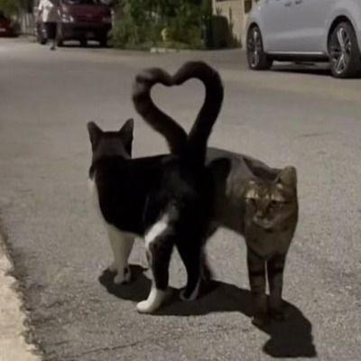 익명의 애인 자랑계