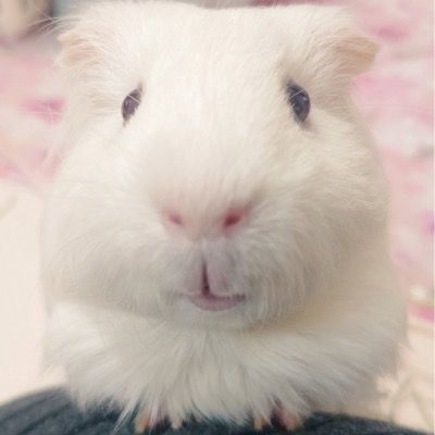 콩콩이