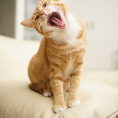 겨울