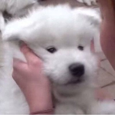 땡감
