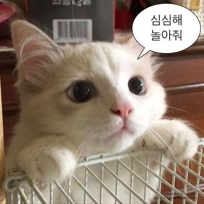 한채인