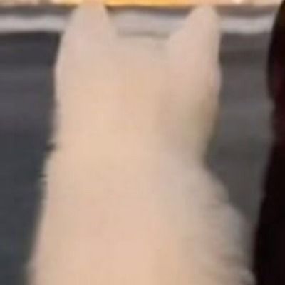 센슈