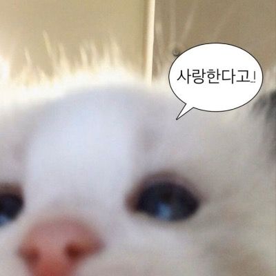 닭대가rr즈