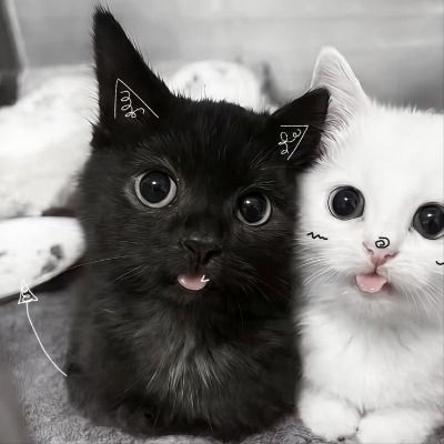 띠부꒰◍ᐡᐤᐡ◍꒱