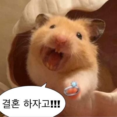솔로였던 닝과 민이