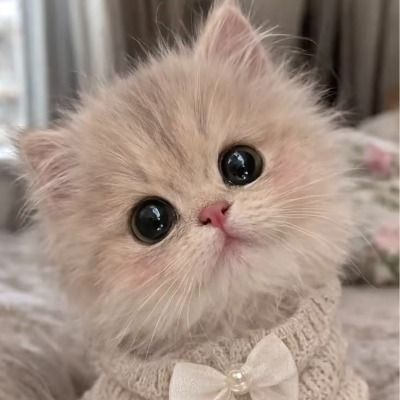귀여운 고양이