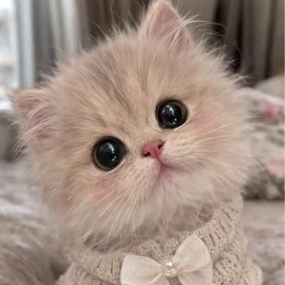 고양이