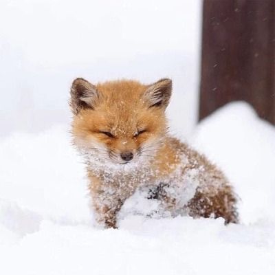 🦊