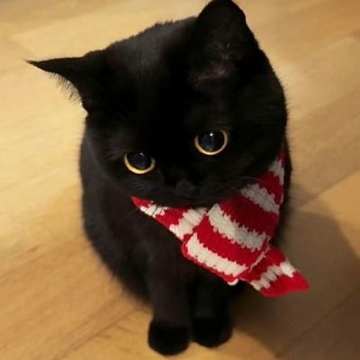 츠키노