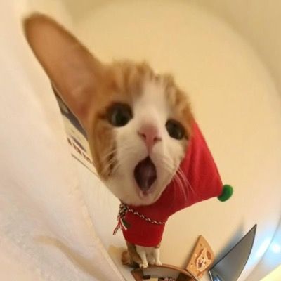 바보들 공큐