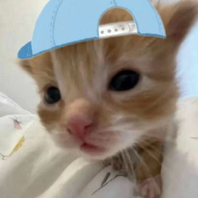 야옹