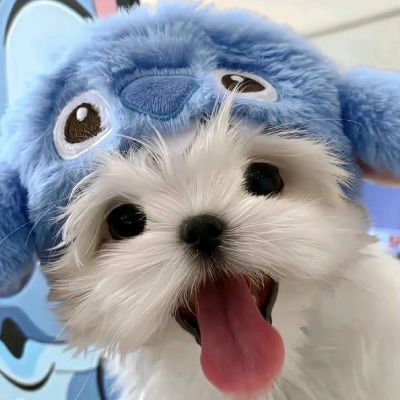 야호야호야호야호야호