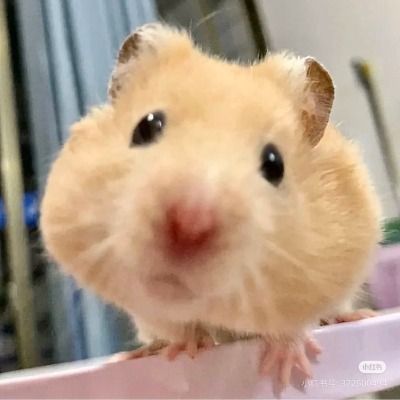 딸기