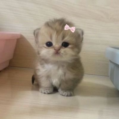 User thumbnail image