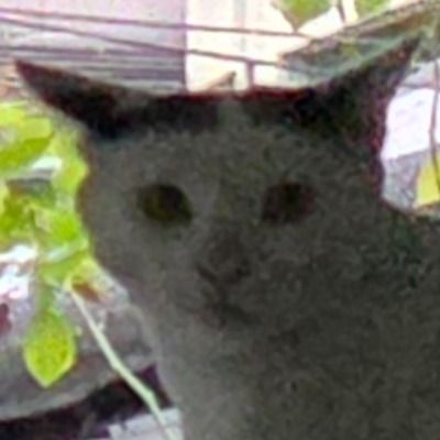 { 납작만두 }