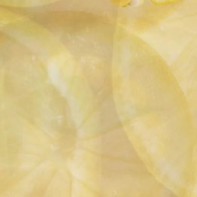 ˖ . ݁𝜗𝜚. ݁₊레몬블러썸크루🍋💮