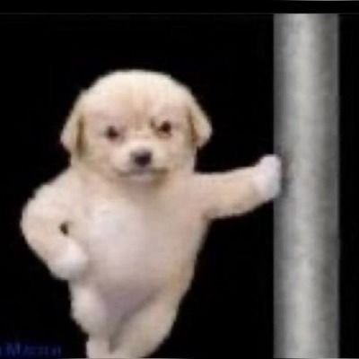 코코낸내 ; 공식 큐리어스